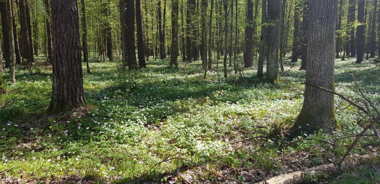 Zdalnie Z Lasu - Siedlisko W Puszczy Bialowieskiej Narewka エクステリア 写真