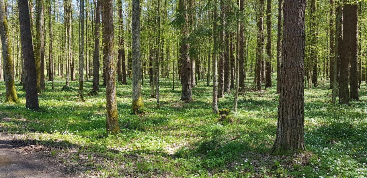 Zdalnie Z Lasu - Siedlisko W Puszczy Bialowieskiej Narewka エクステリア 写真
